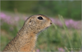 <p>SYSEL OBECNÝ (Spermophilus citellus) /European ground squirrel - Europäischer Ziesel/</p>
